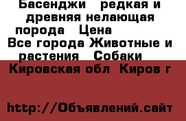 Басенджи - редкая и древняя нелающая порода › Цена ­ 50 000 - Все города Животные и растения » Собаки   . Кировская обл.,Киров г.